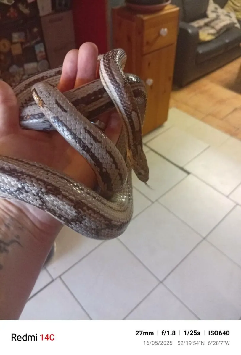 2 corn snakes with enclosures - Image 1