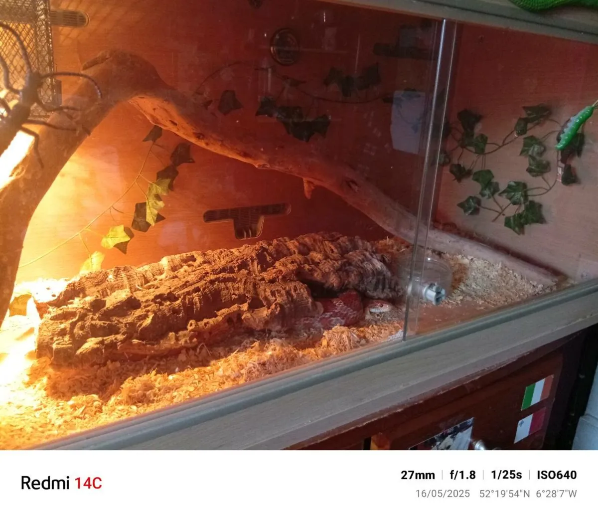 2 corn snakes with enclosures - Image 4
