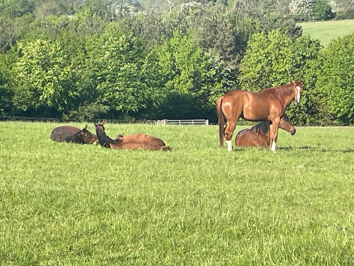 Mares & Foal livery/ grazing - Image 1