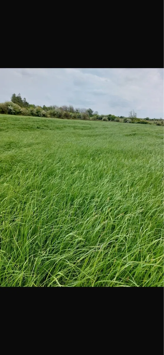 First cut silage for sale - Image 2