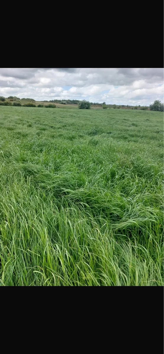 First cut silage for sale - Image 3