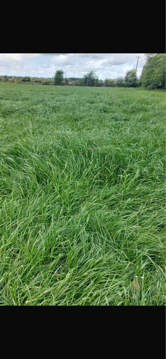 First cut silage for sale - Image 4