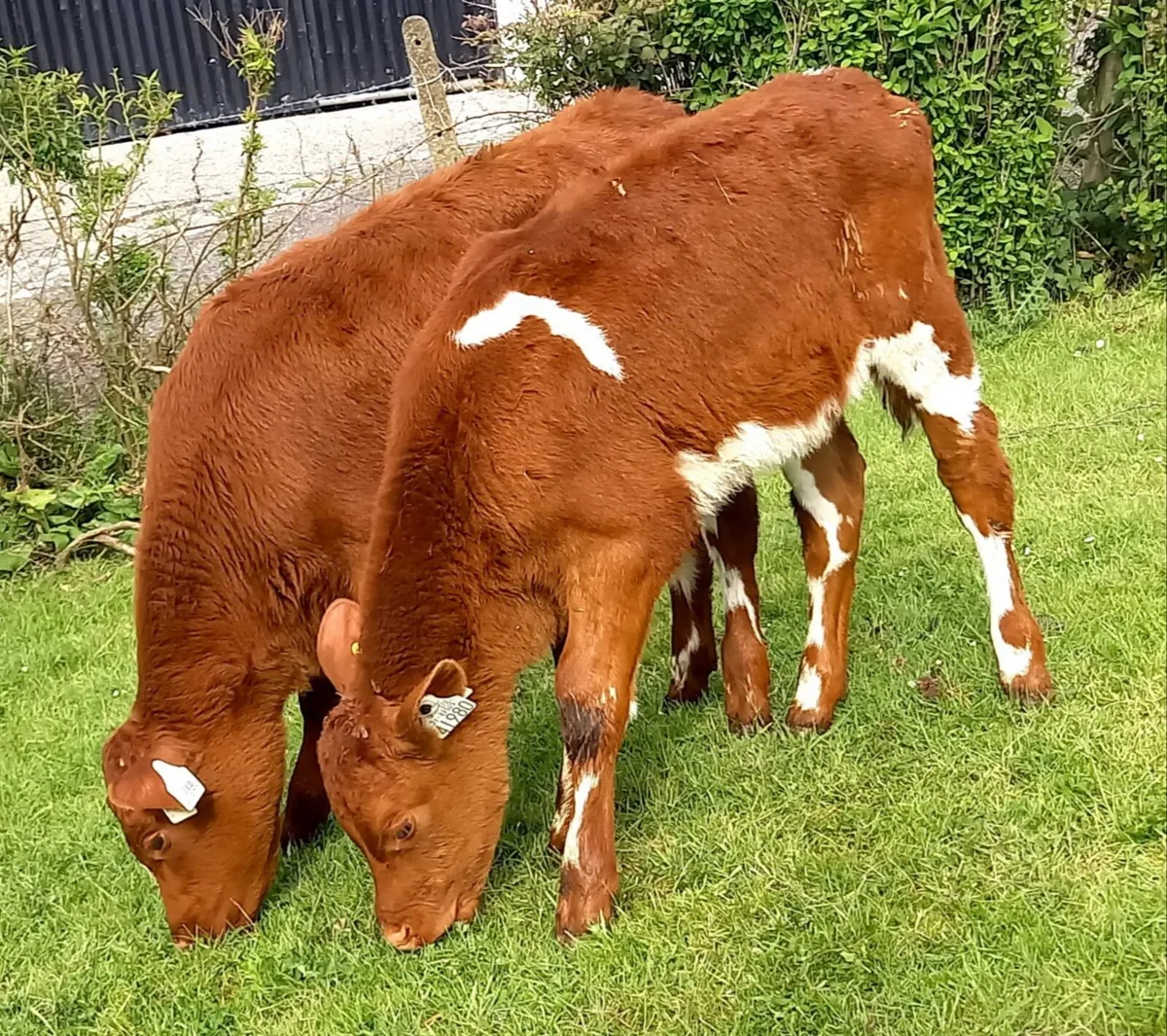 SHORTHORN  HEIFER  CALVES - Image 1