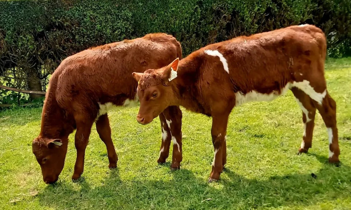 SHORTHORN  HEIFER  CALVES - Image 2