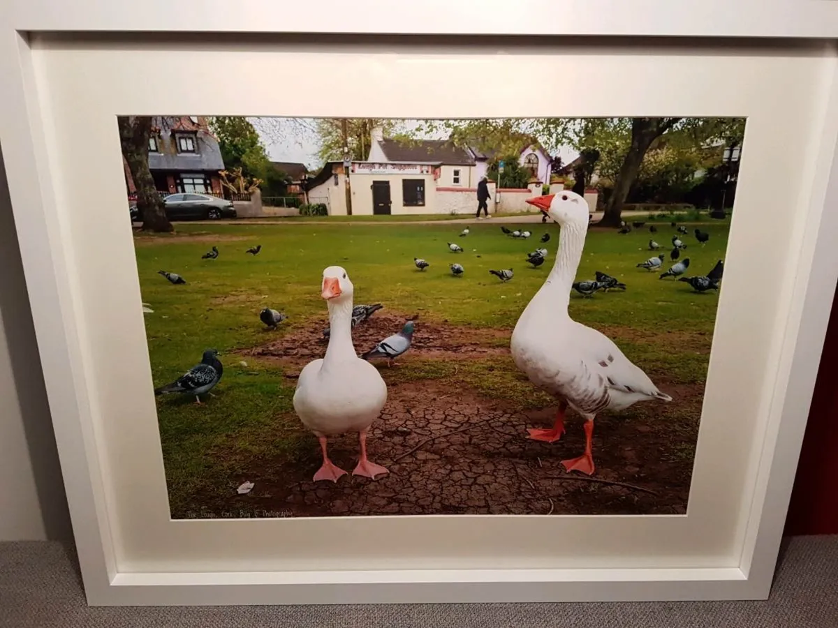 The Lough, Cork - Image 3
