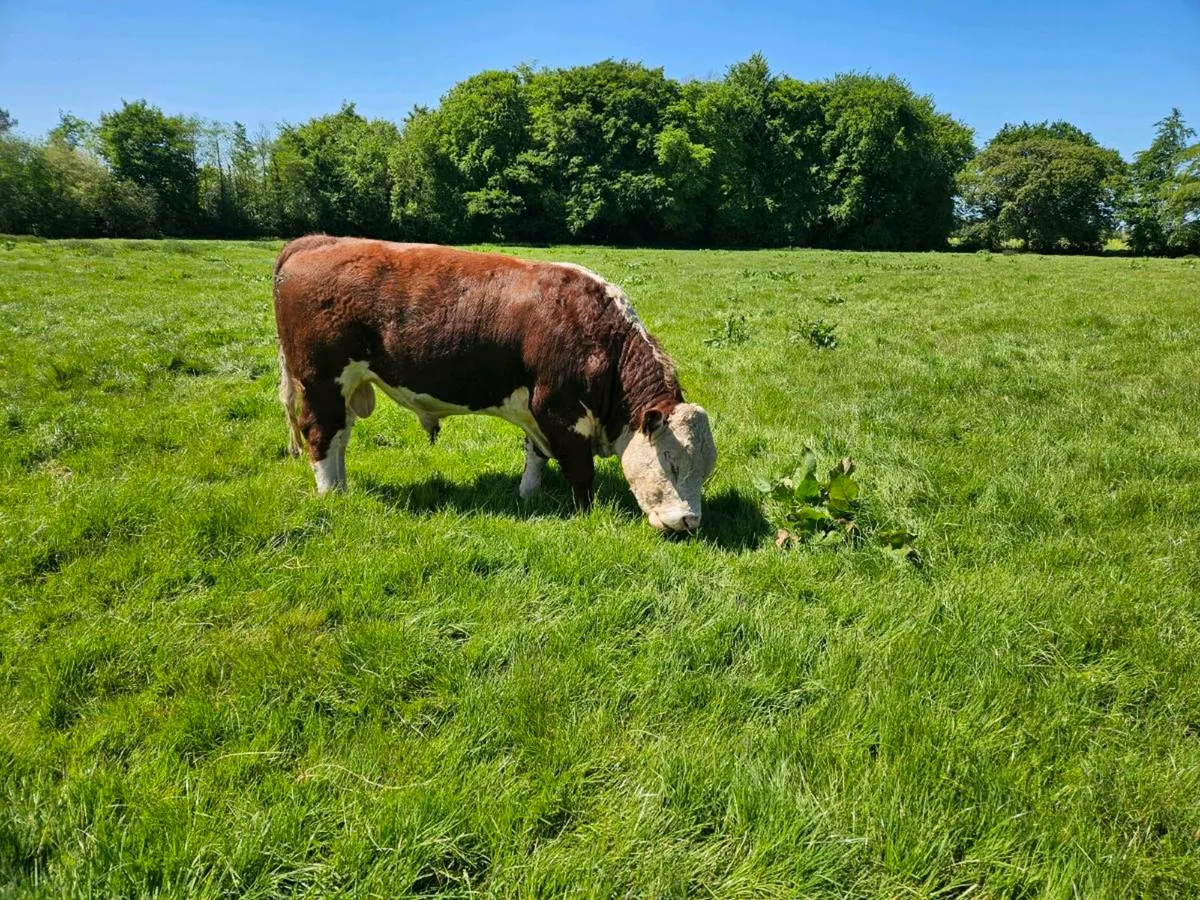 Pedigree Hereford bulls - Image 2