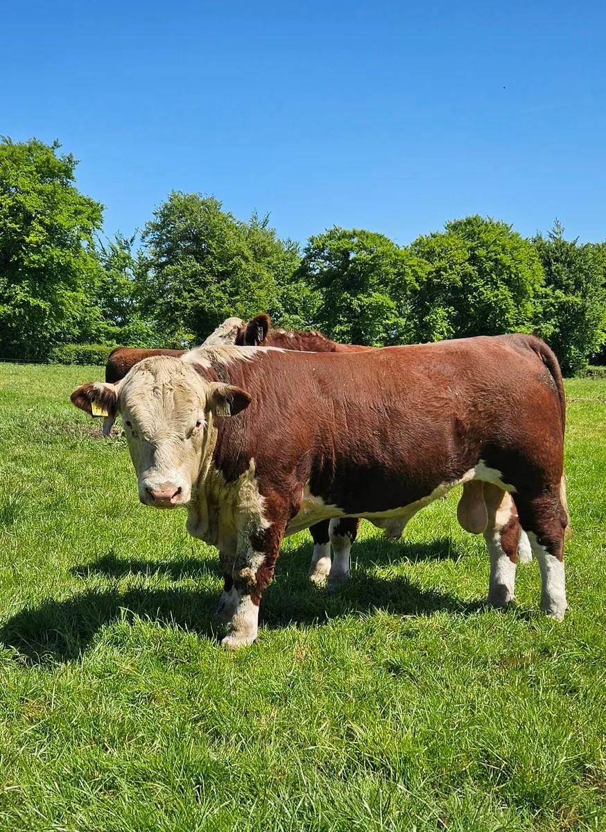 Pedigree Hereford bulls - Image 3