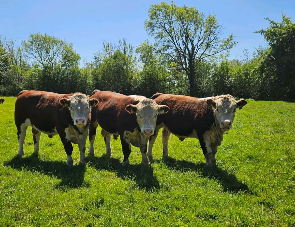Pedigree Hereford bulls - Image 1