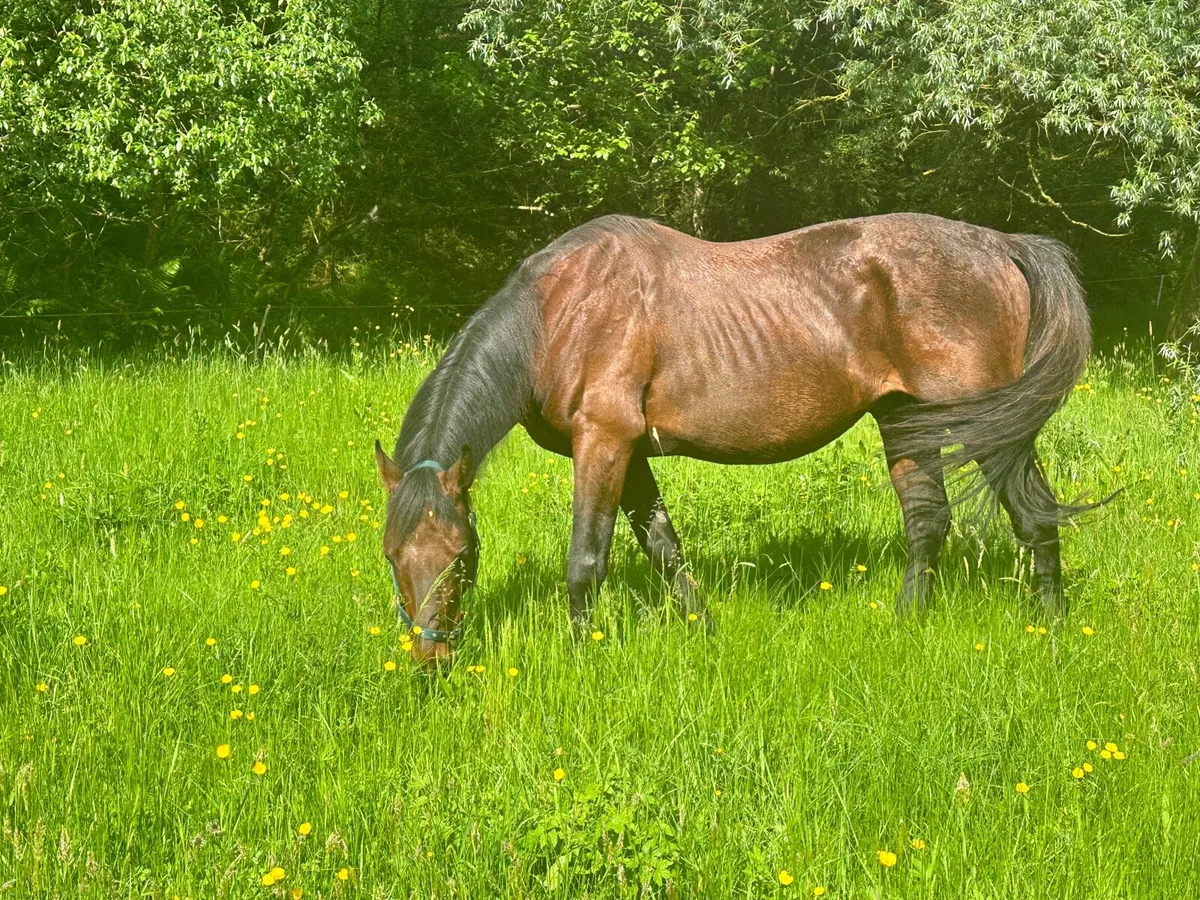 Thorough Bred Stallion - Image 2