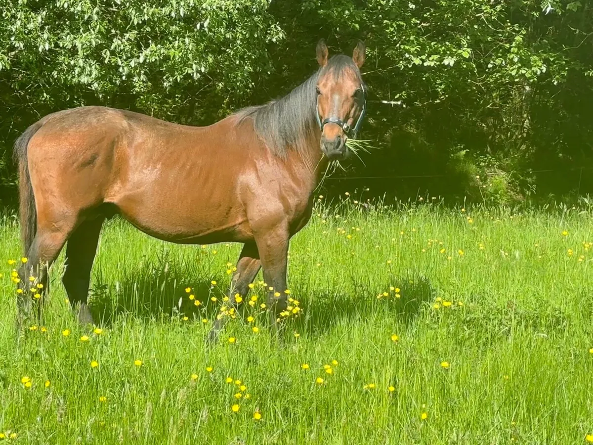 Thorough Bred Stallion - Image 1