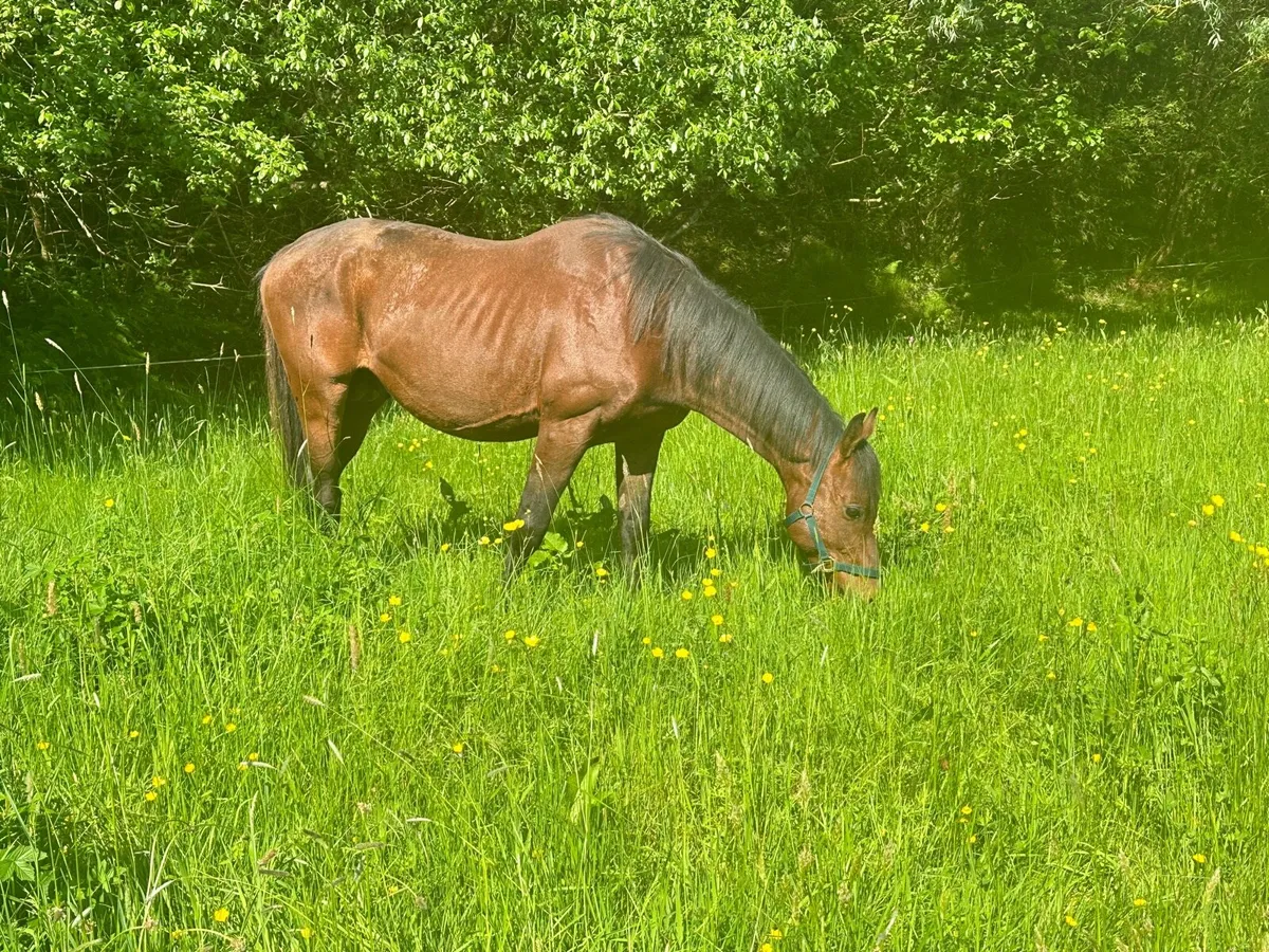 Thorough Bred Stallion - Image 3