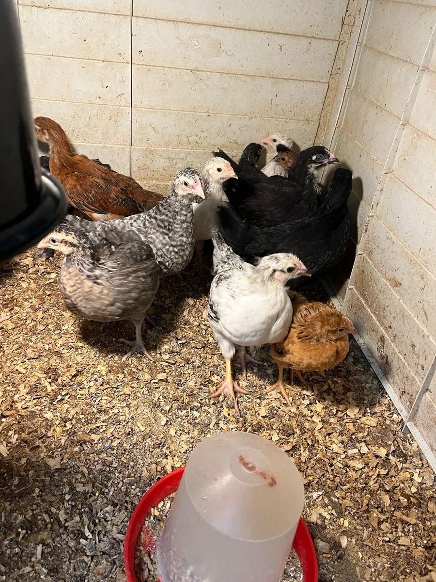 Multi breed strong chicks - Image 1