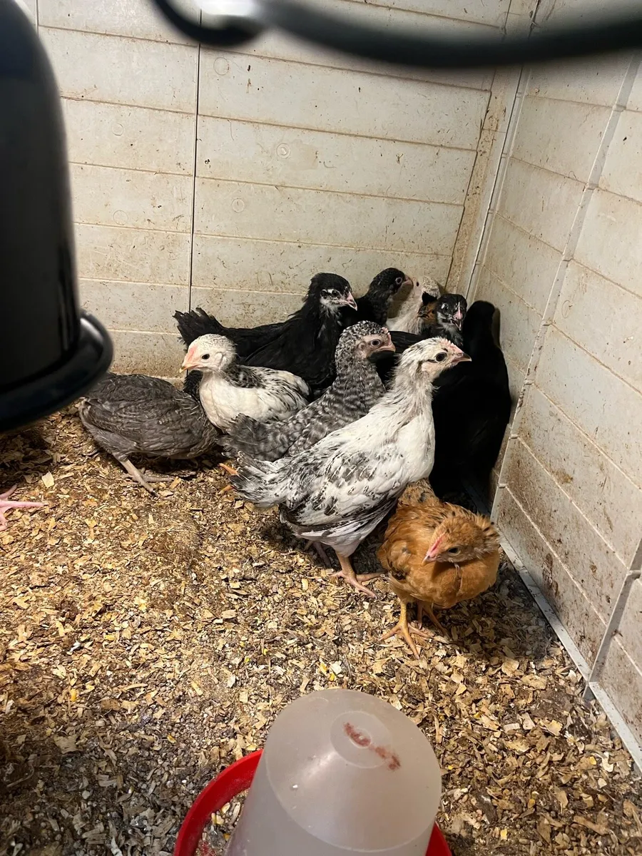 Multi breed strong chicks - Image 2