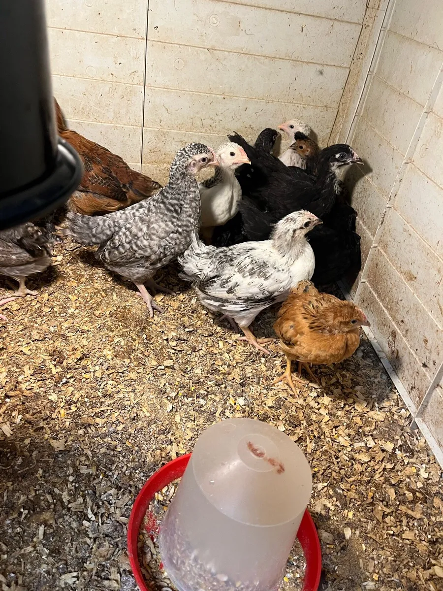 Multi breed strong chicks - Image 3