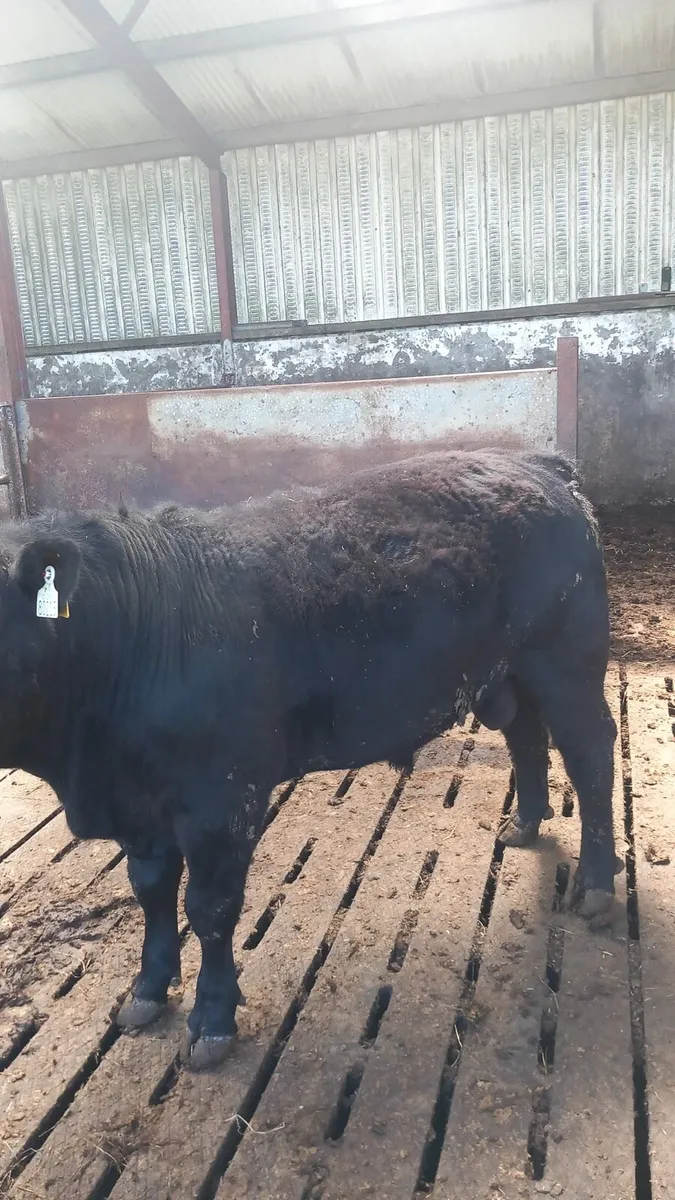 Pbr Angus bulls - Image 1