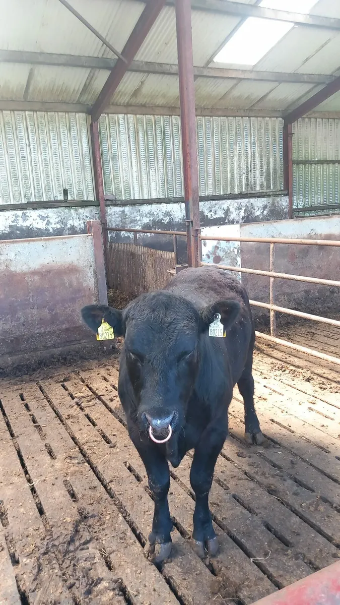 Pbr Angus bulls - Image 2