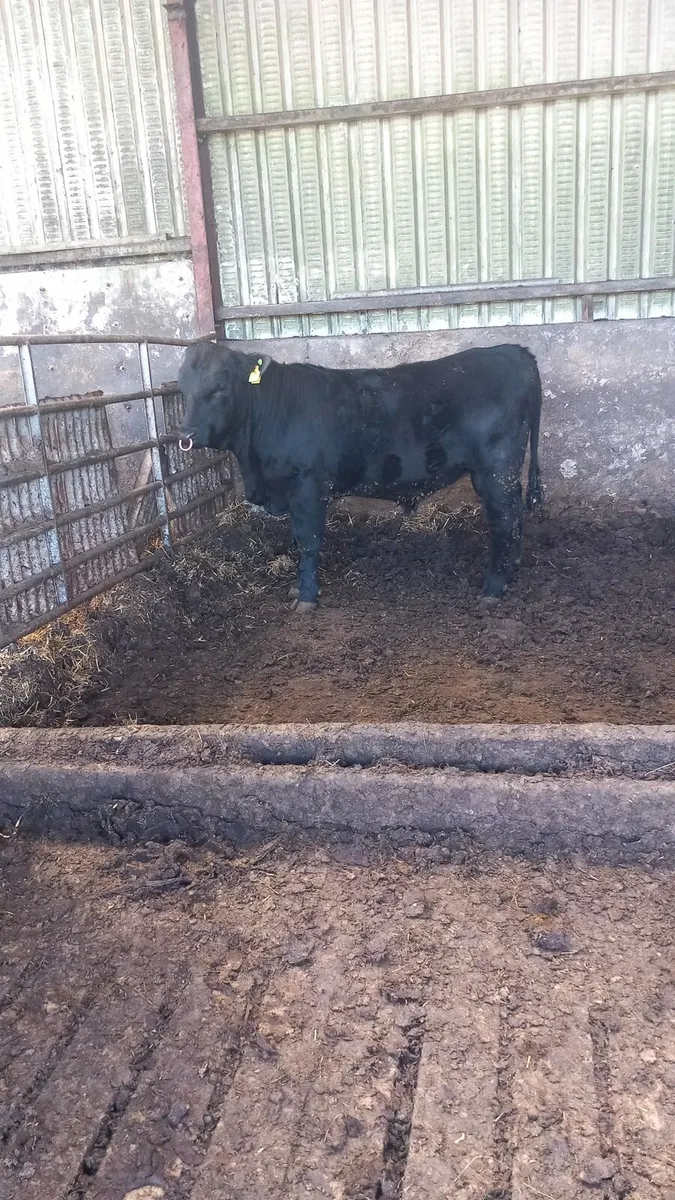 Pbr Angus bulls - Image 3