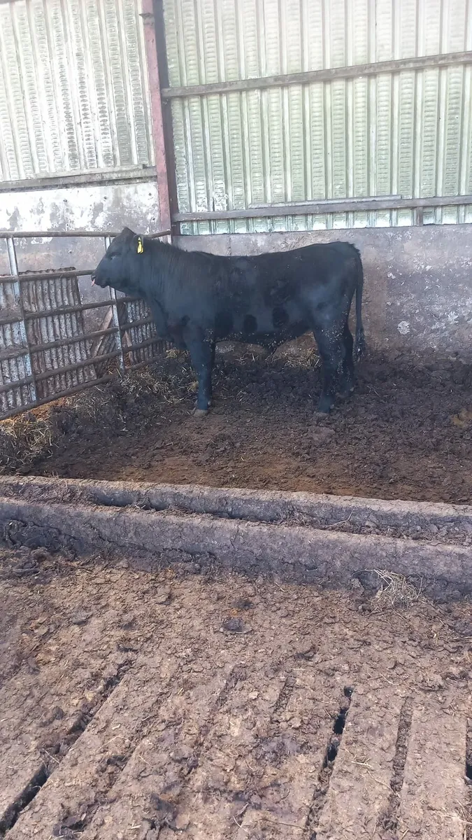 Pbr Angus bulls - Image 4