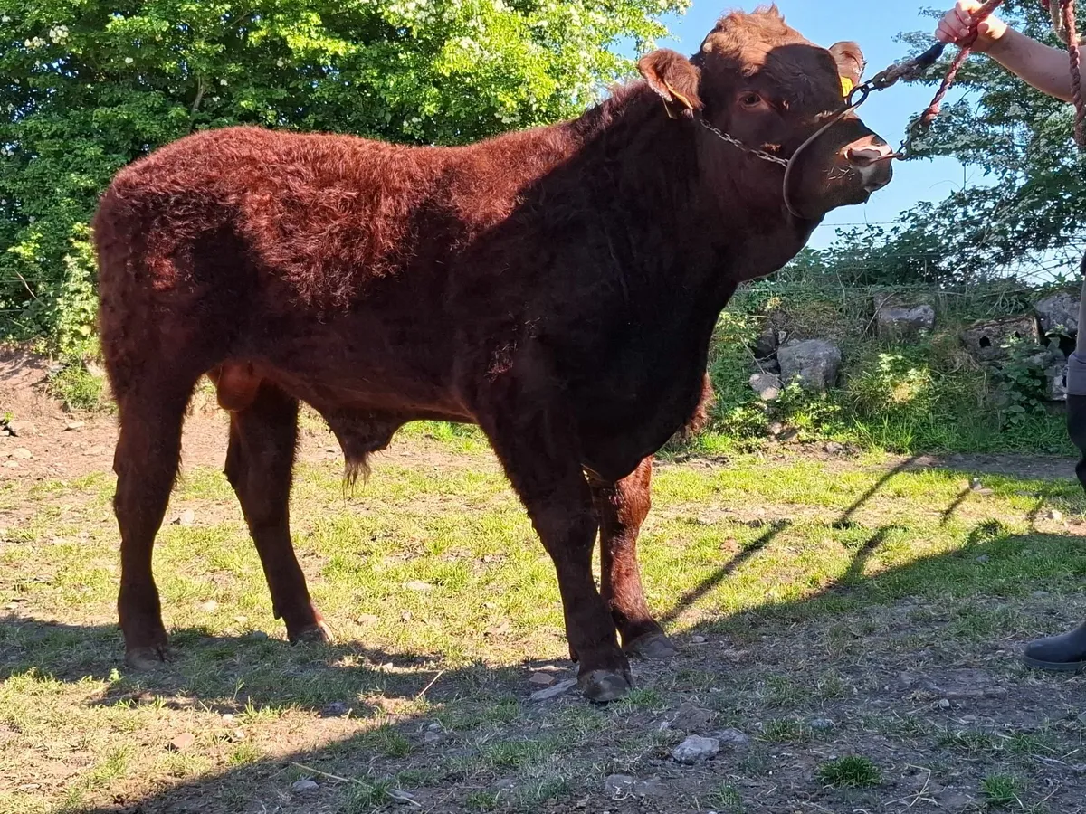 Salers bulls - Image 3