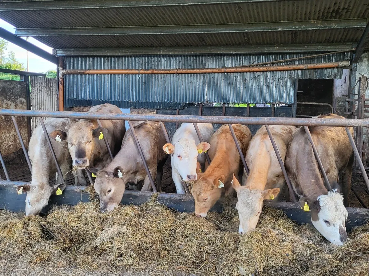 Organic cattle - Image 1