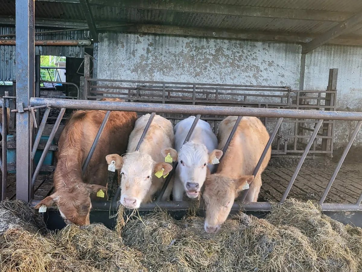 Organic cattle - Image 2