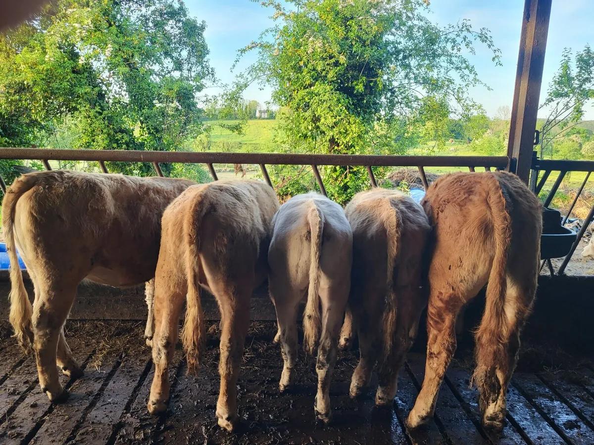 Organic cattle - Image 3