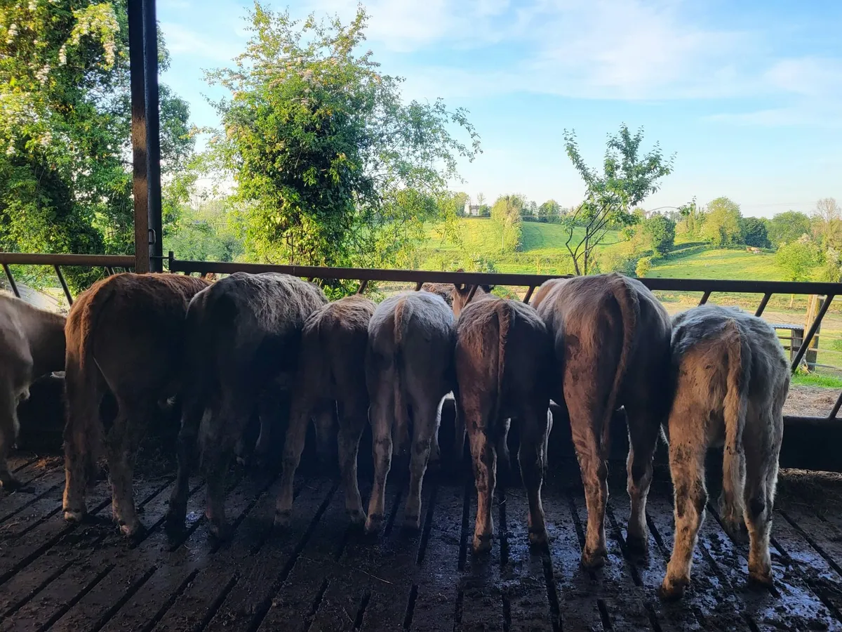 Organic cattle - Image 4