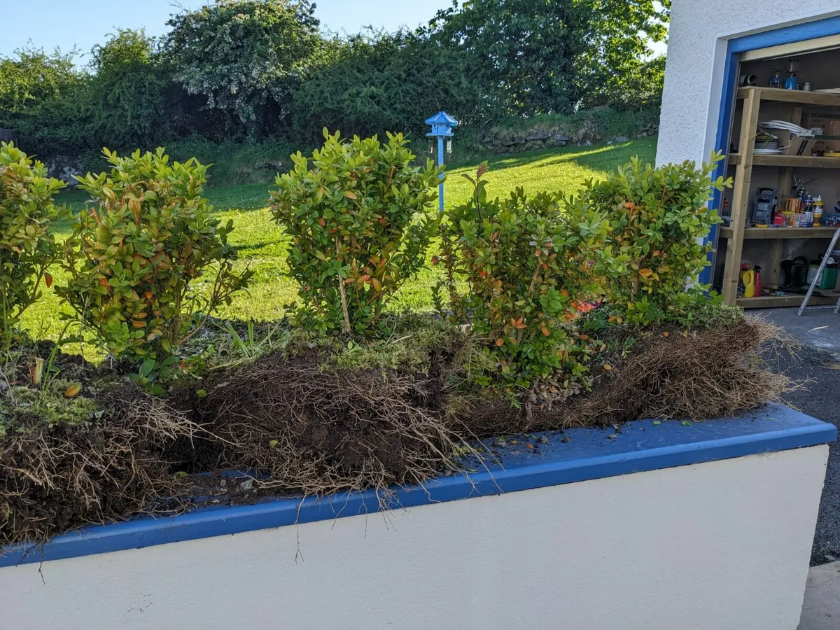 Common Box Buxus x25 - Image 1