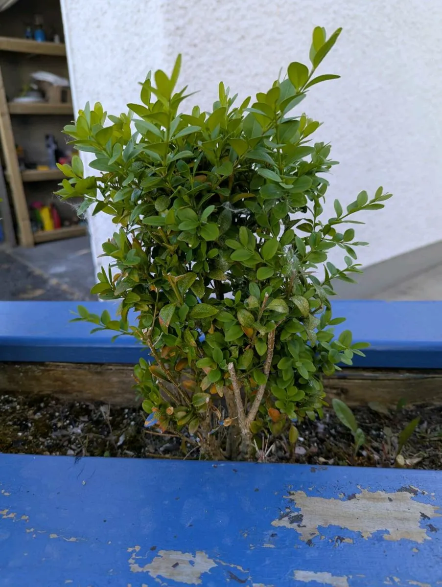 Common Box Buxus x25 - Image 2