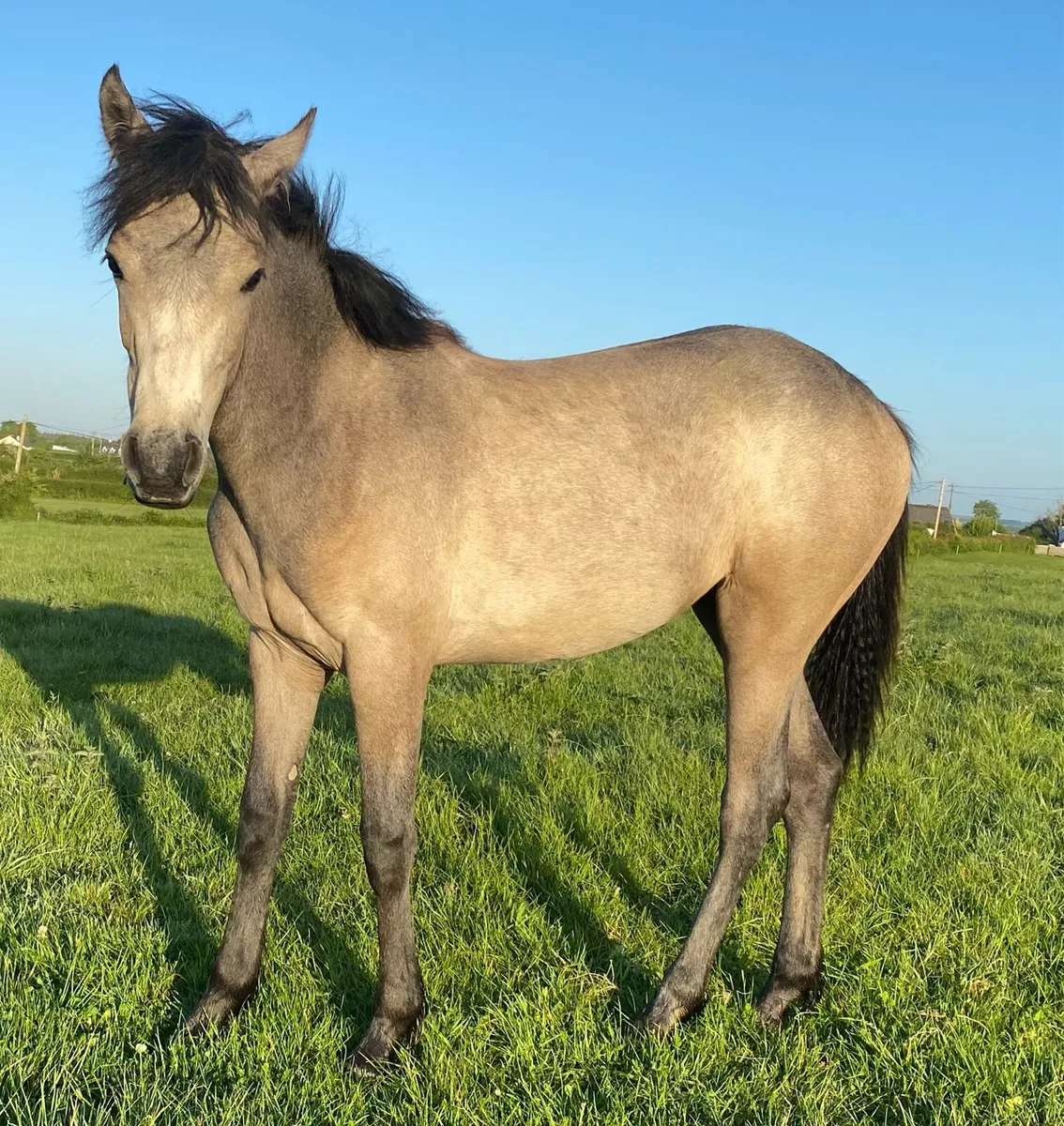 Connemara filly - Image 1