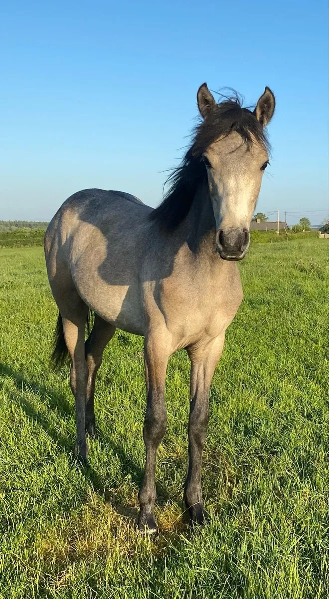 Connemara filly - Image 2