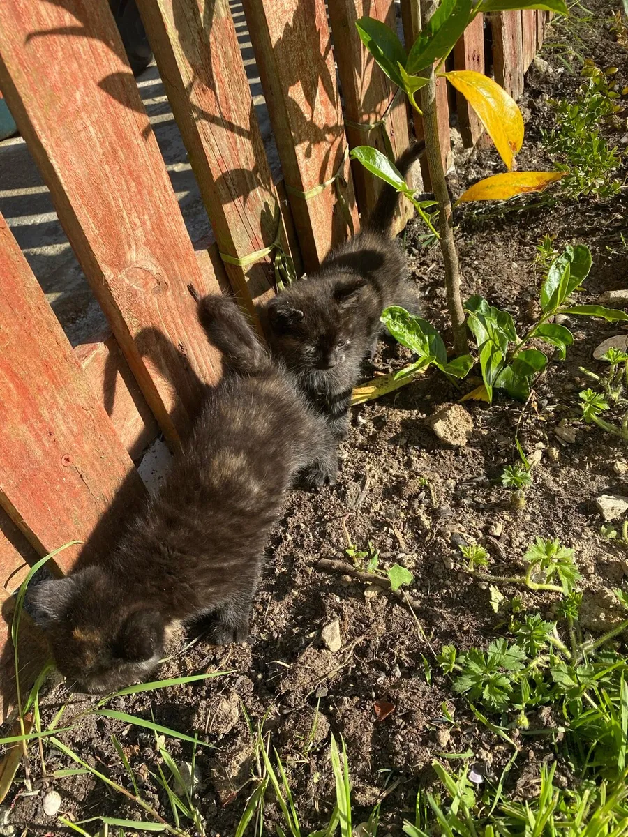 Healthy Kittens 4 6 weeks female free and mum - Image 3