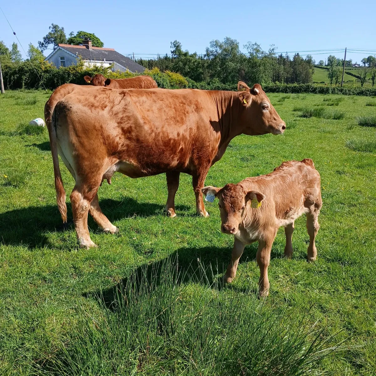 LIMOUSIN COW & AI LIMOUSIN BULL CALF