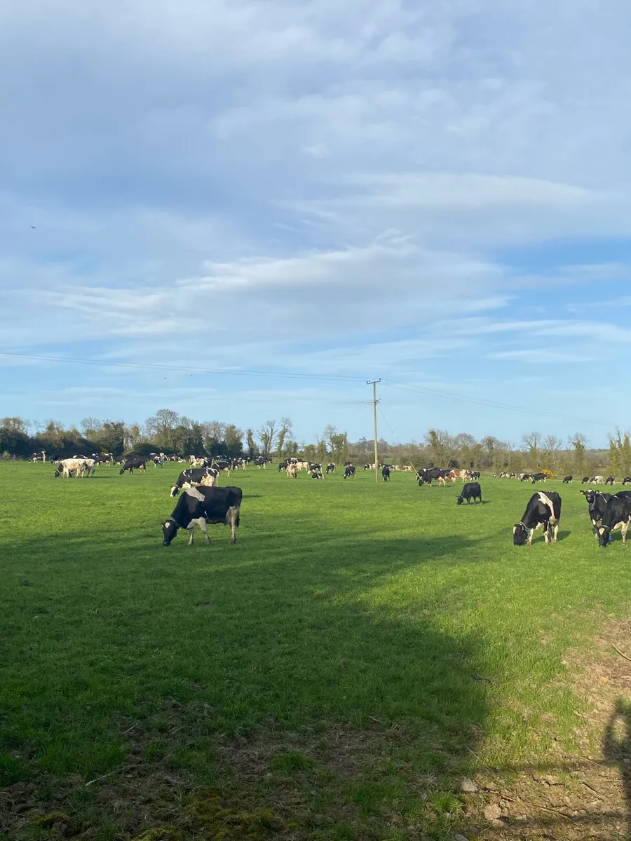 Relief Milker available