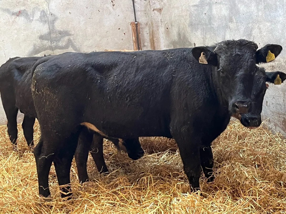 Super 320Kg Store Bullocks - Image 1