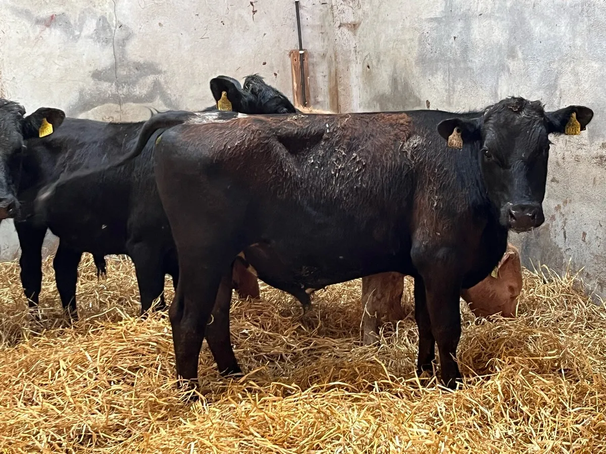 Super 320Kg Store Bullocks - Image 2