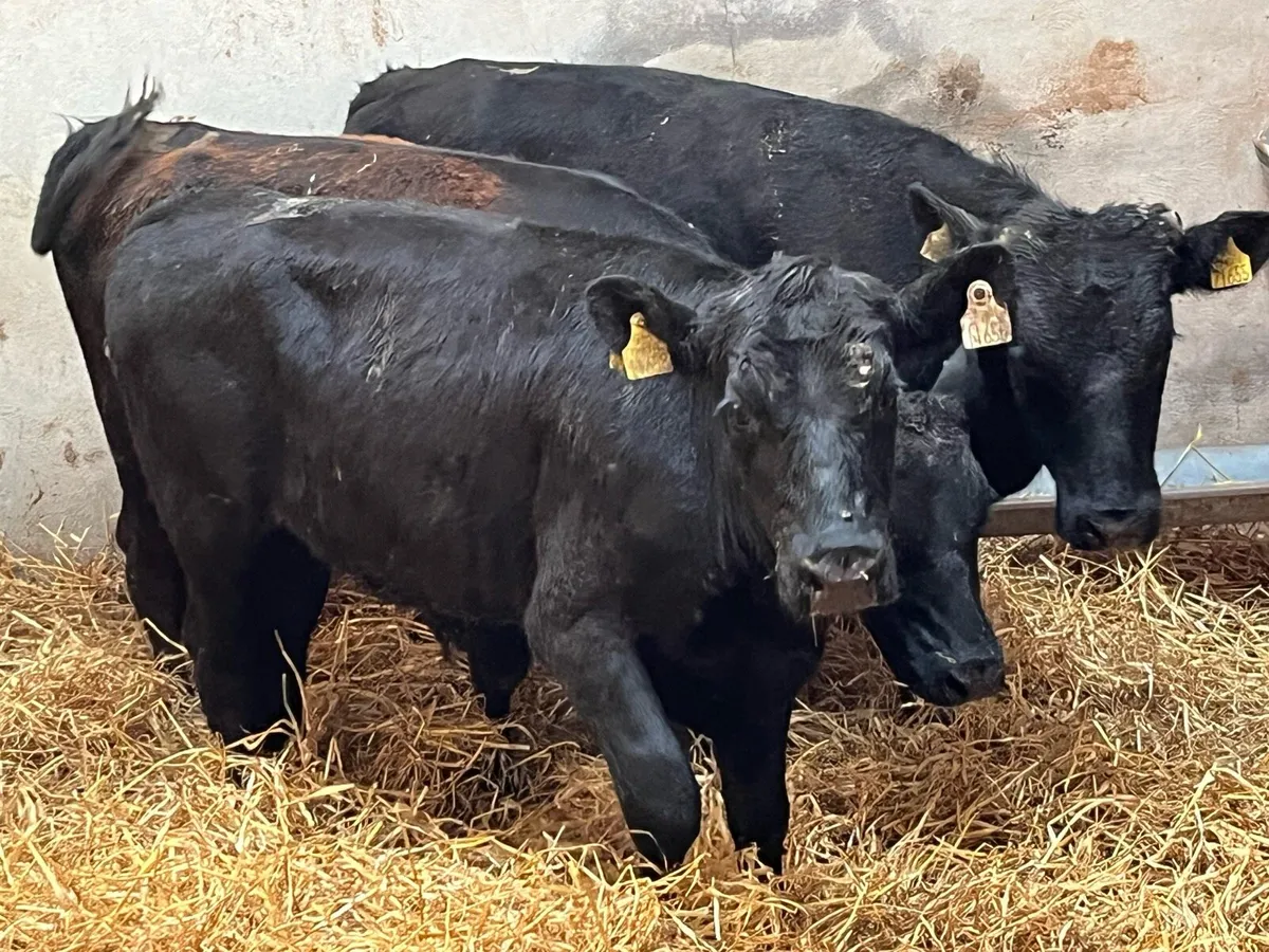 Super 320Kg Store Bullocks - Image 3