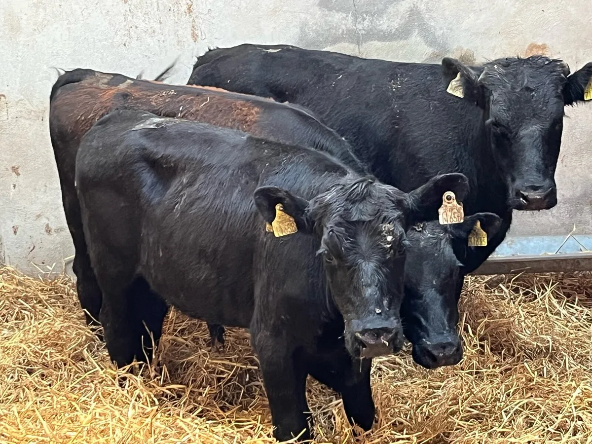 Super 320Kg Store Bullocks - Image 4