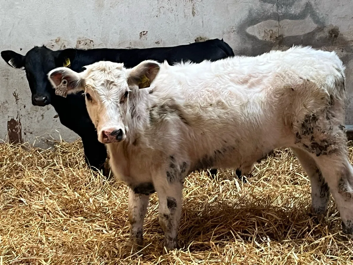 Super 240Kg SHX & AAX Bullocks - Image 1
