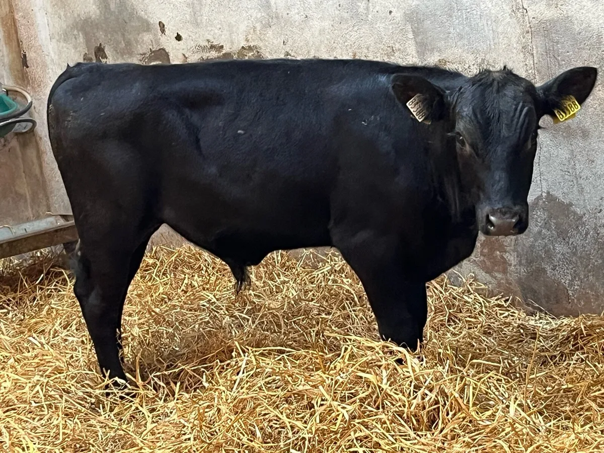 Super 240Kg SHX & AAX Bullocks - Image 2