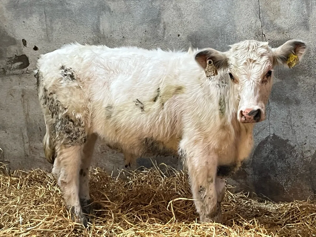 Super 240Kg SHX & AAX Bullocks - Image 3
