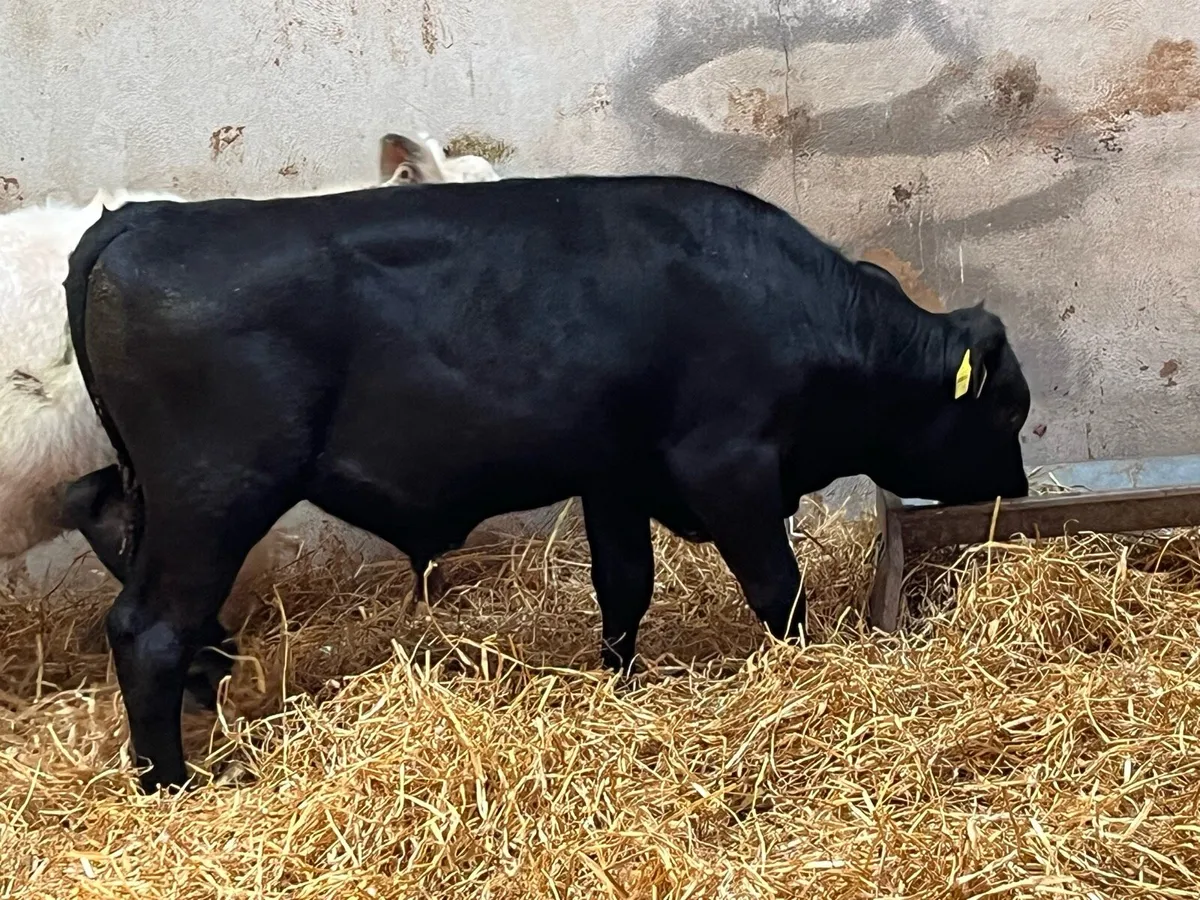 Super 240Kg SHX & AAX Bullocks - Image 4