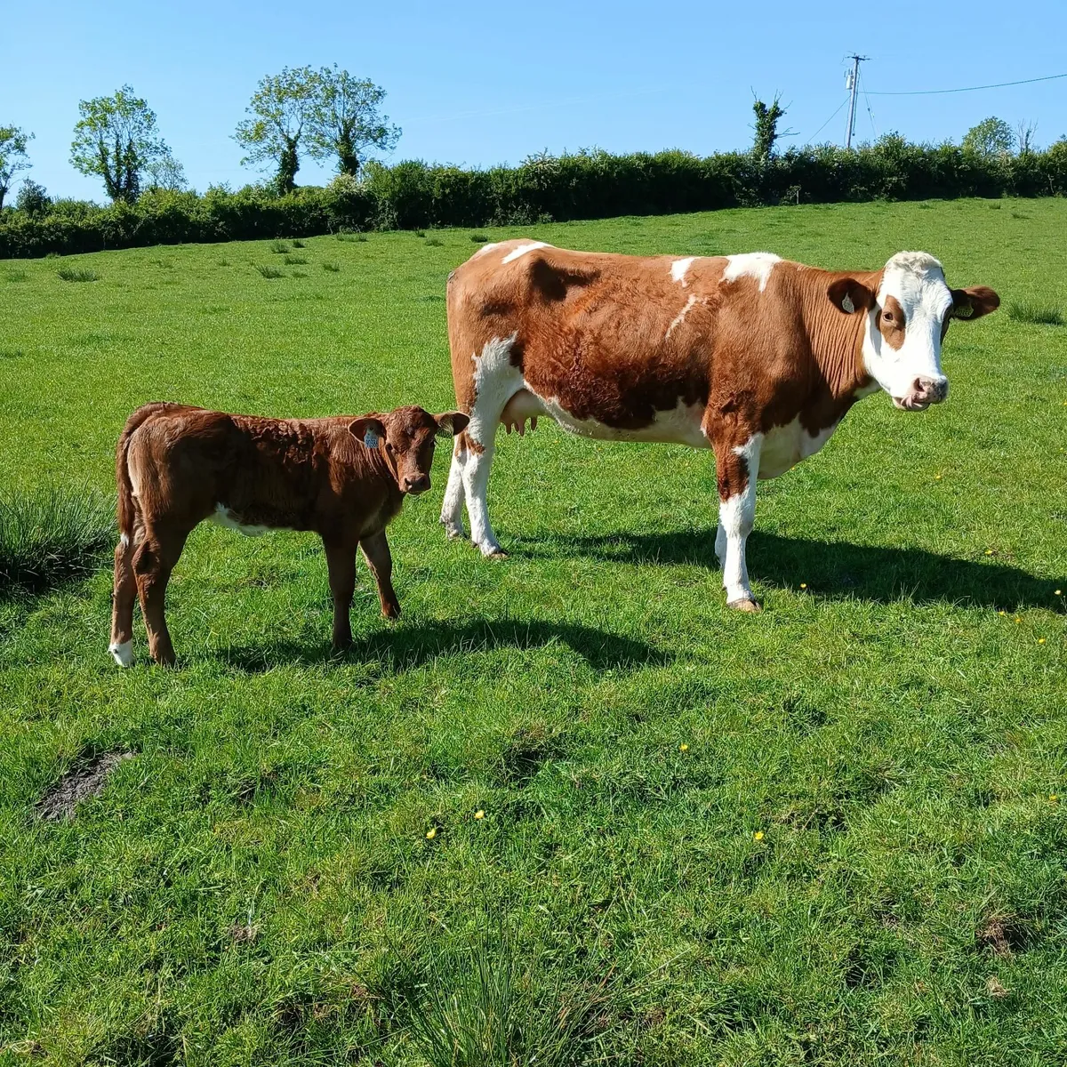 SIMMENTAL HEIFER & AI LIMOUSIN HEIFER CALF