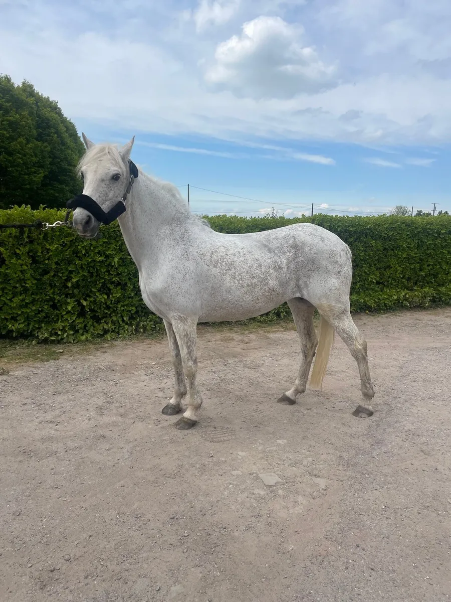 Connemara Mare - Image 1