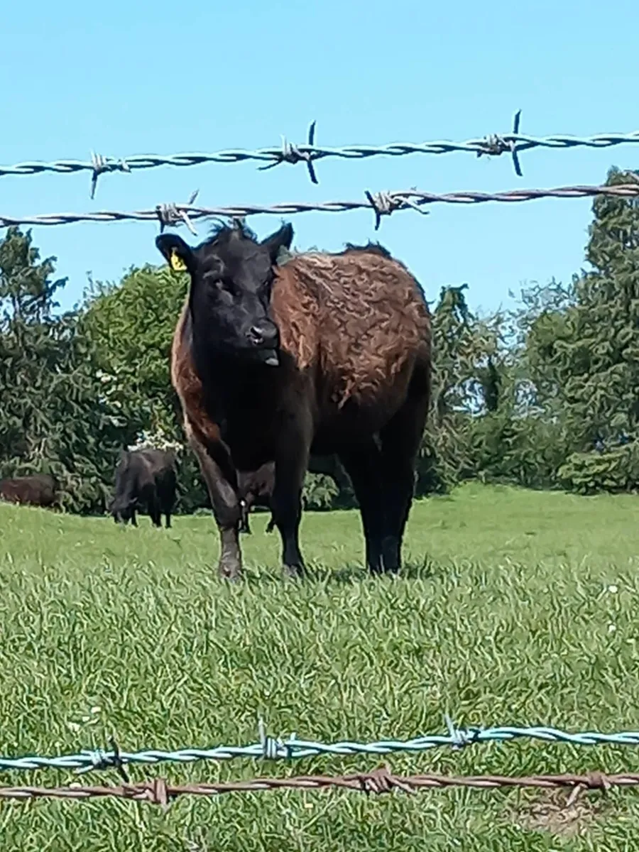 Bull Angus - Image 2