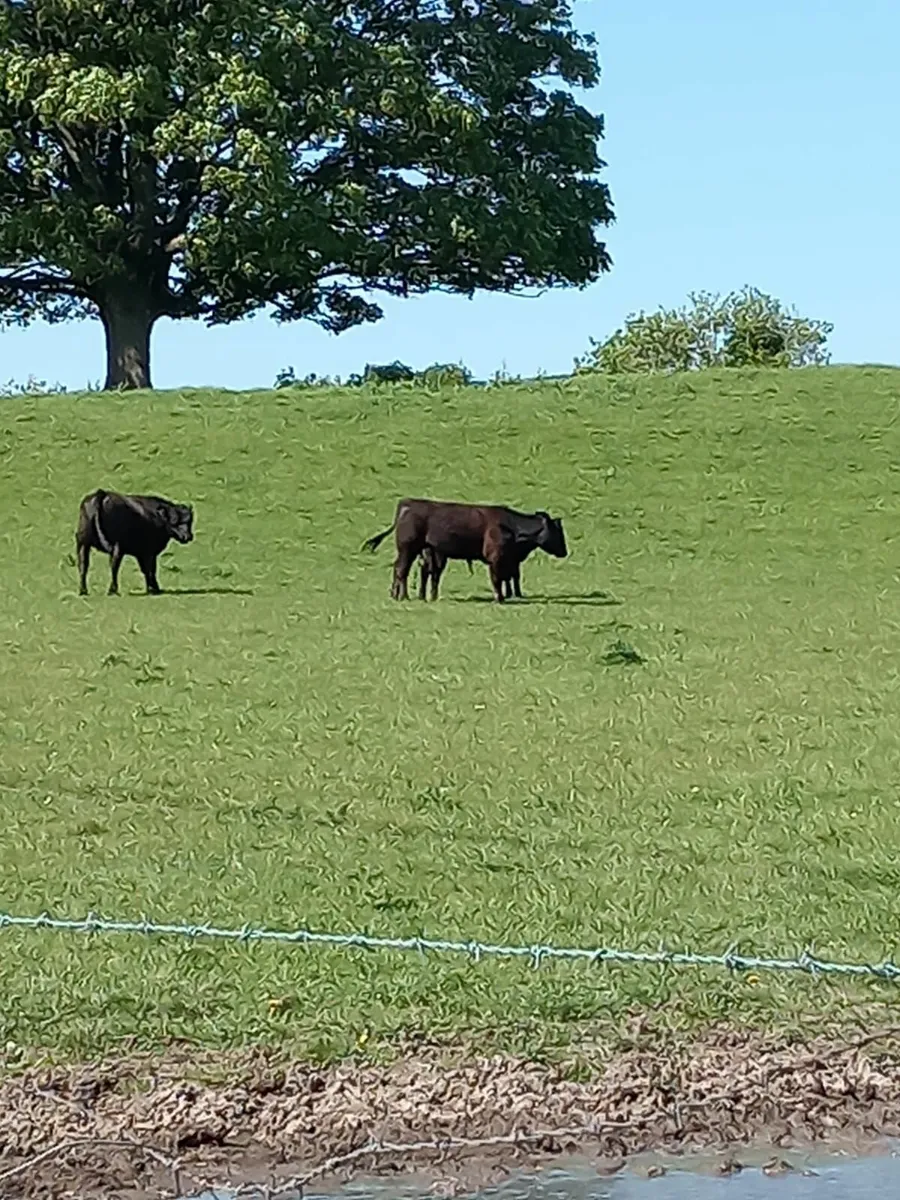 Bull Angus - Image 3