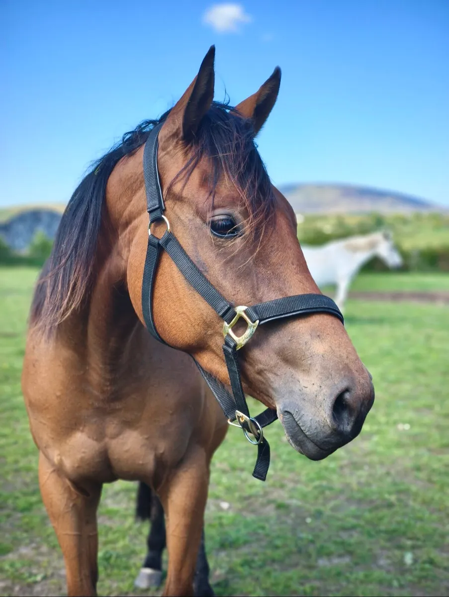 Looking for a kind home. - Image 3