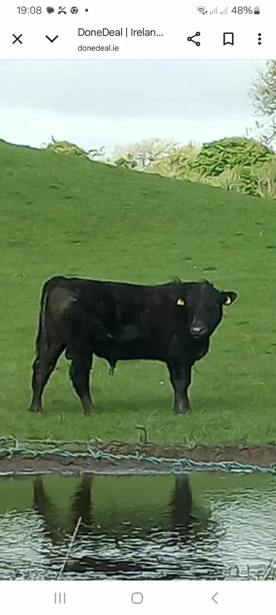 Bull Angus - Image 1