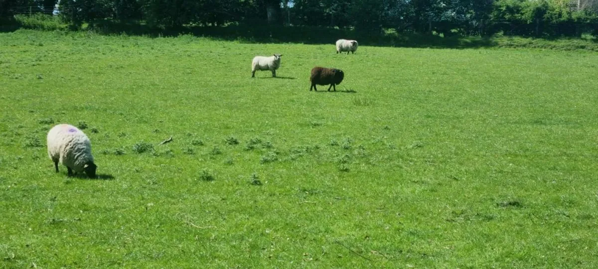 Ewe & lamb - Image 3