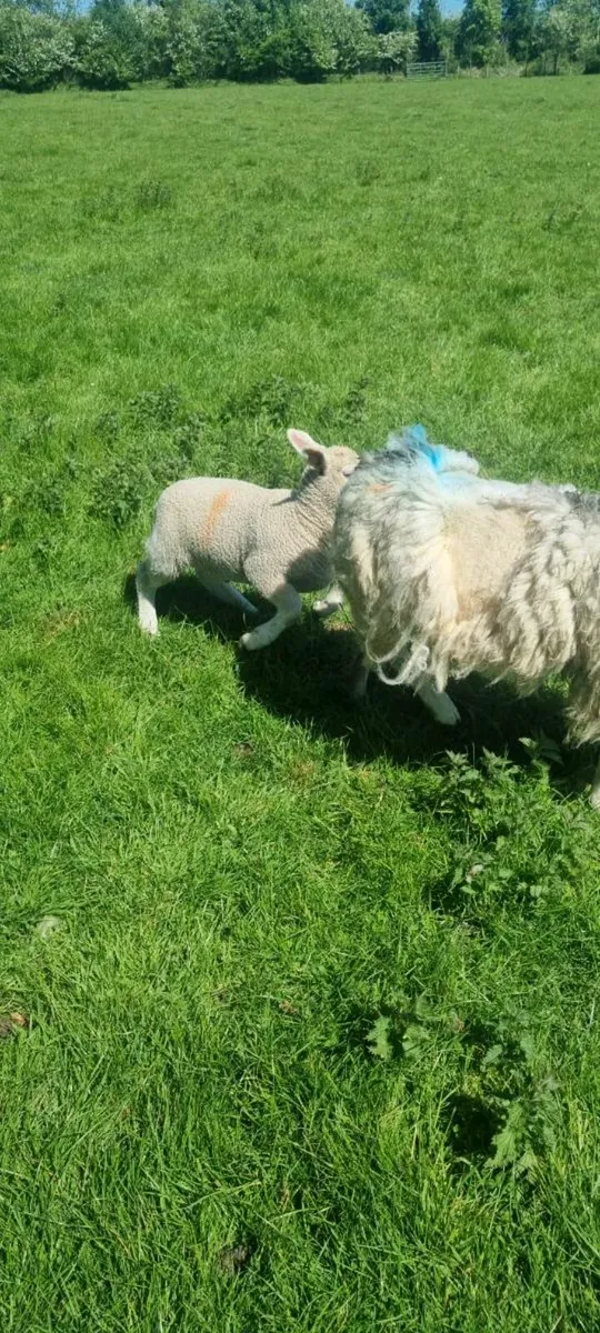 Ewe & lamb - Image 1